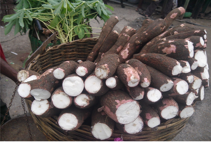 Cassava