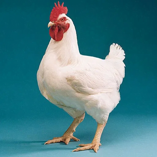 Poultry-Broiler Chicken