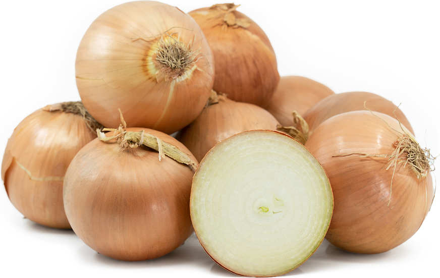 Onion