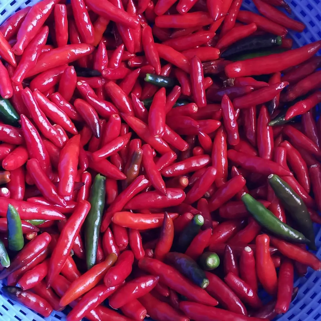 Pepper