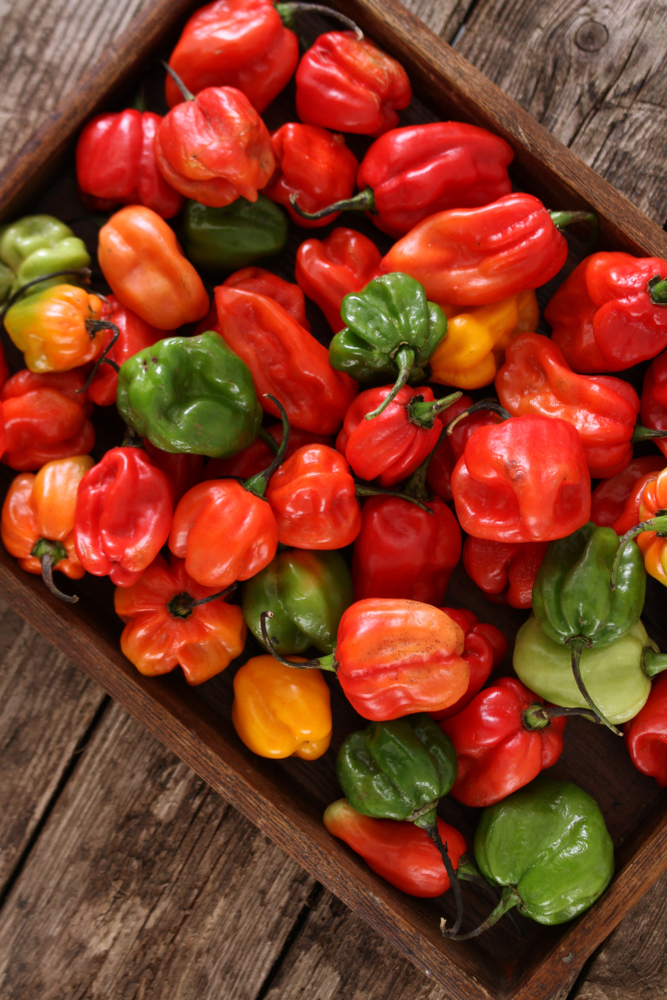 Pepper