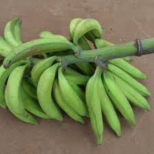 Plantain