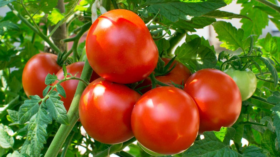 Tomatoes