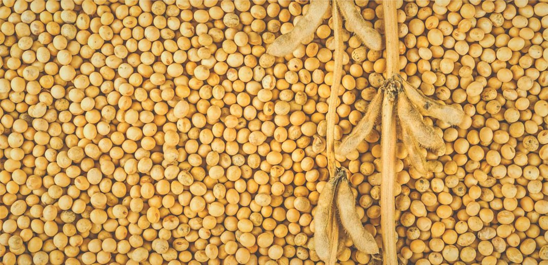Yellow Soybeans